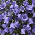 Свінгінг Беллс синій (blue) насіння дзвоника (Syngenta)