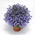 Свінгінг Беллс синій (blue) насіння дзвоника (Syngenta)