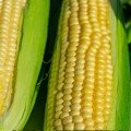 Тусон F1 (Тайсон F1) семена кукурузы суперсладкой Sh2 (Syngenta)