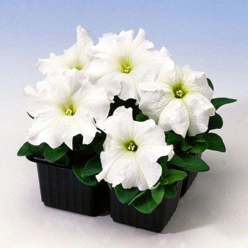 Танго F1 біла (white) насіння петунії грандифлора (Hem Genetics)