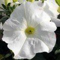 Танго F1 біла (white) насіння петунії грандифлора (Hem Genetics)