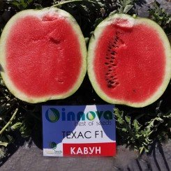 Техас F1 насіння кавуна раннього (Innova Seeds)