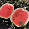 Техас F1 насіння кавуна раннього (Innova Seeds)