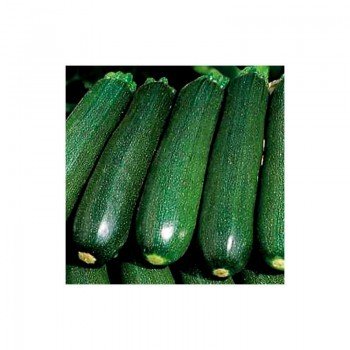 Грин темно-зеленый семена цуккини (Hortus)