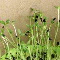 Тмин семян микрозеленый (Agrocity)