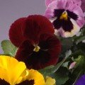 Тремпет S1 червона з вічком насіння віоли 20-25 см (Hem Genetics)