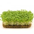 Тріо Фітнес набір для вирощування мікрозелені (World of Seeds)