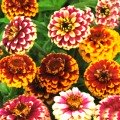 Перський килим суміш (mix) насіння майор (Moravoseed)