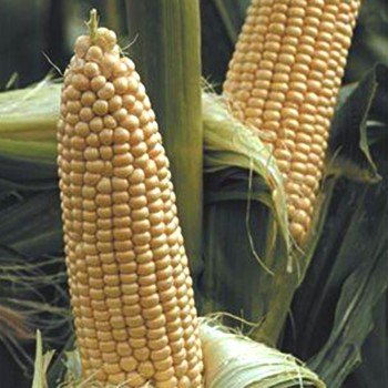 Вега F1 насіння кукурудзи суперсолодкої Sh2 (May Seeds)