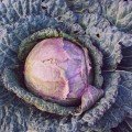 Верона насіння капусти савойської (Hortus)