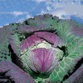 Верона насіння капусти савойської (Hortus)