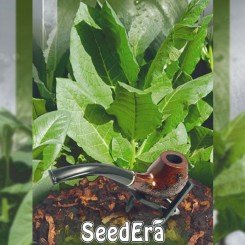 Вирджиния семян курительного табака (Seedera)