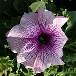Виртуоз Блэкбери семена петунии крупноцветковой (Kitano Seeds)
