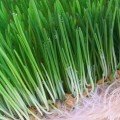 Ячмінь насіння мікрозелене (Agrocity)