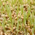 Ячмінь насіння мікрозелене (Agrocity)