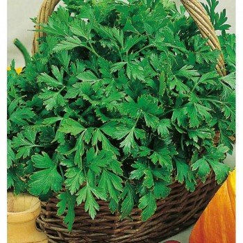 Зефір насіння селери (Насіння України)