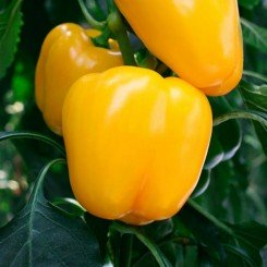 Золота бочка насіння солодкого перцю (GL Seeds)