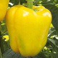 Золотое чудо семян перца сладкого (Гелиос)