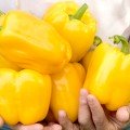 Золоте диво насіння солодкого перцю (Геліос)