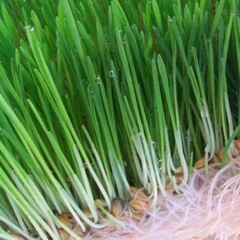 Ячмень семена микрозеленые (Agrocity)