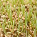 Ячмень семена микрозеленые (Agrocity)