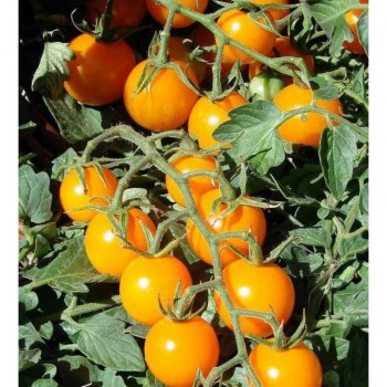 Золотой орех семян помидора индетерминантного коктельного (GL Seeds)