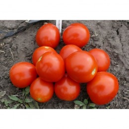 1855 F1 семена детерминантного томата (Lark Seeds)