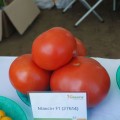 Максин F1 (27614 F1) семена помидора индетерминантного (Vilmorin)