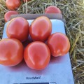 9960 F1 семена помидора детерминантного (Lark Seeds)