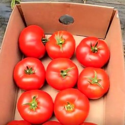 ЦРХ 78713 F1 (CRX 78713 F1) насіння помідора індетермінантного (Cora Seeds)