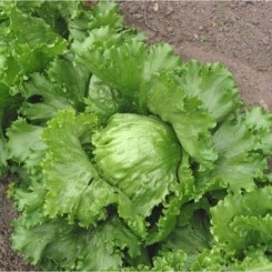 Адриатика семян салата тип Айсберг (GL Seeds)