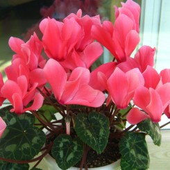 Академия Tropical Red семена цикламена (Kitano Seeds)