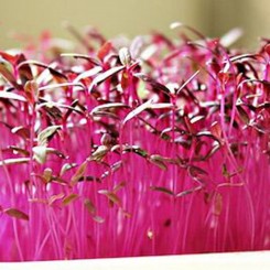 Амарант червоний насіння мікрозелене (Agrocity) Амарант червоний насіння мікрозелене (Agrocity)