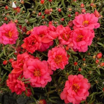 Амелия Cherry Red семена портулака крупноцветкового (Kitano Seeds)