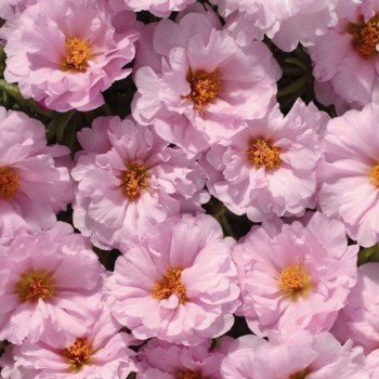 Амелия Pink (розовый) семена портулака крупноцветкового (Kitano Seeds)