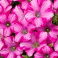 Амфора Распбери семена петунии многоцветковой (Kitano Seeds)