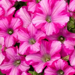 Амфора Распбери семена петунии многоцветковой (Kitano Seeds)