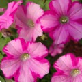 Амфора Распбери семена петунии многоцветковой (Kitano Seeds)