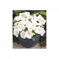 Амфора Уайт (Amphora White) семена петунии многоцветковой (Kitano Seeds)