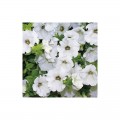 Амфора Уайт (Amphora White) семена петунии многоцветковой (Kitano Seeds)