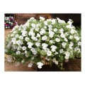 Амфора Уайт (Amphora White) семена петунии многоцветковой (Kitano Seeds)