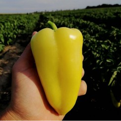 Амур F1 насіння перцю солодкого (Solare Sementi)
