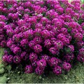 Ангора Перпл (Purple) семена алиссума (Kitano Seeds)