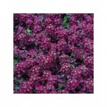 Ангора Перпл (Purple) семена алиссума (Kitano Seeds)