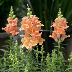 Твинные F1 персиковый (peach) семена антиринума (Hem Genetics)