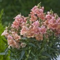 Твинные F1 персиковый (peach) семена антиринума (Hem Genetics)