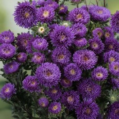 Арлекин фиолетовый (Purple) семян астры (Satimex)