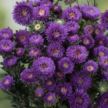 Арлекин фиолетовый (Purple) семян астры (Satimex)
