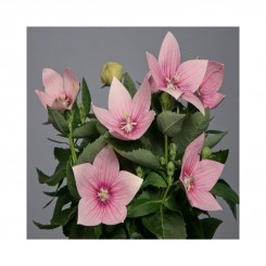 Астра F1 розовый (pink) семена платикодона (Sakata)