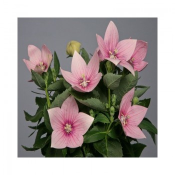 Астра F1 розовый (pink) семена платикодона (Sakata)